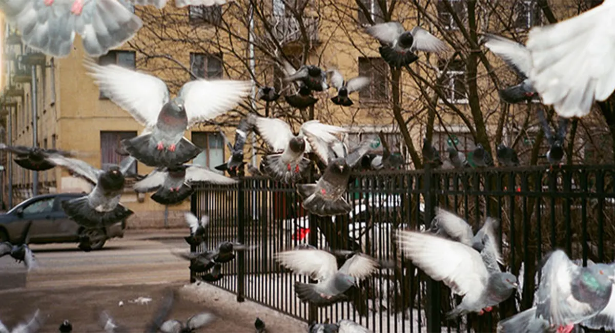 pigeons on sidewalk