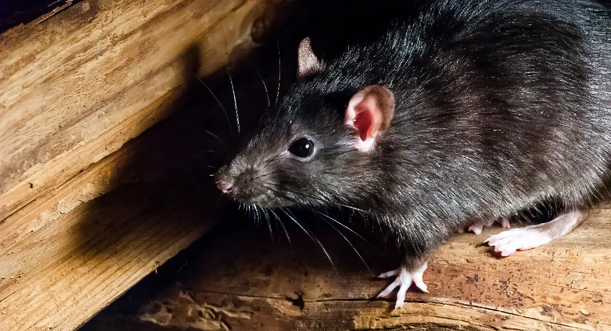 Black rat