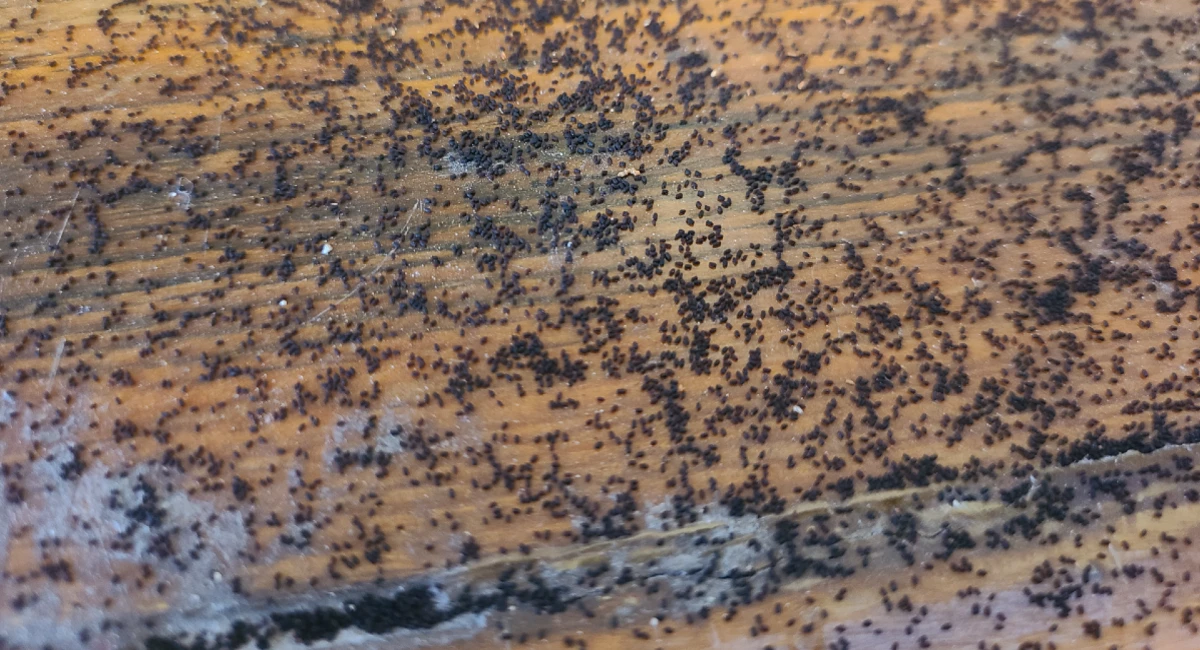 The frass (droppings) left behind by drywood termites