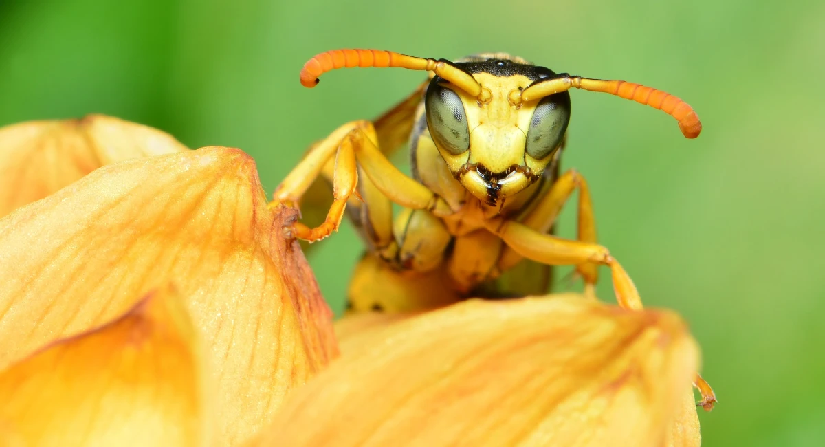 Wasp on flower