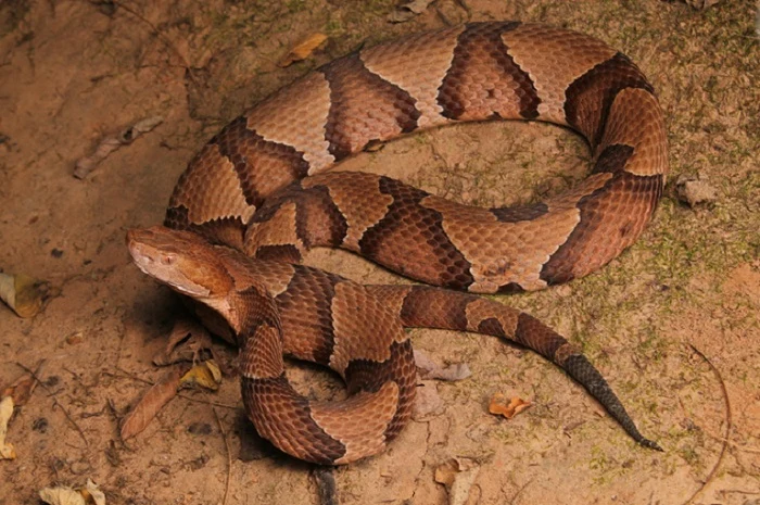 brown snake sitting on dirt and sand