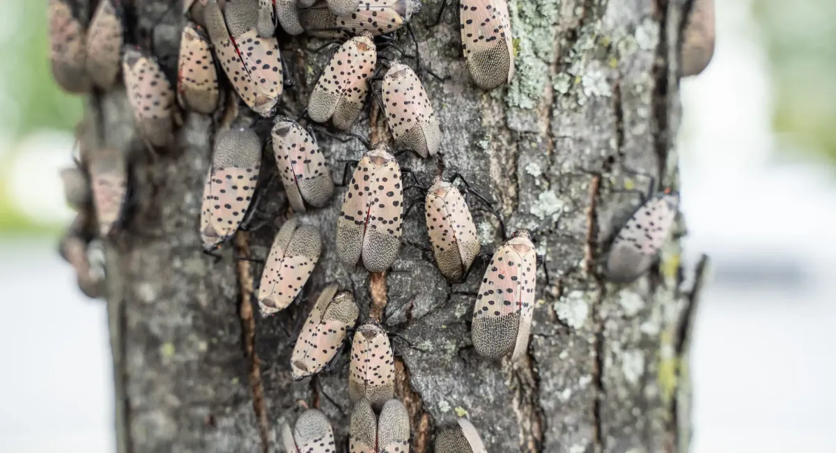 Spotted lanternflies on tree