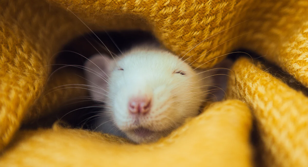 Rat kept as pet sleeping
