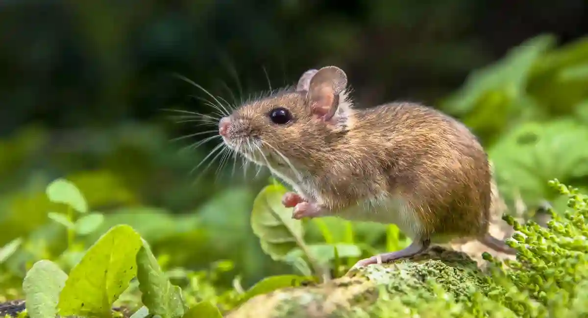Rat droppings