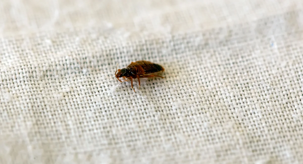 A bed bug crawling across a light-colored fabric