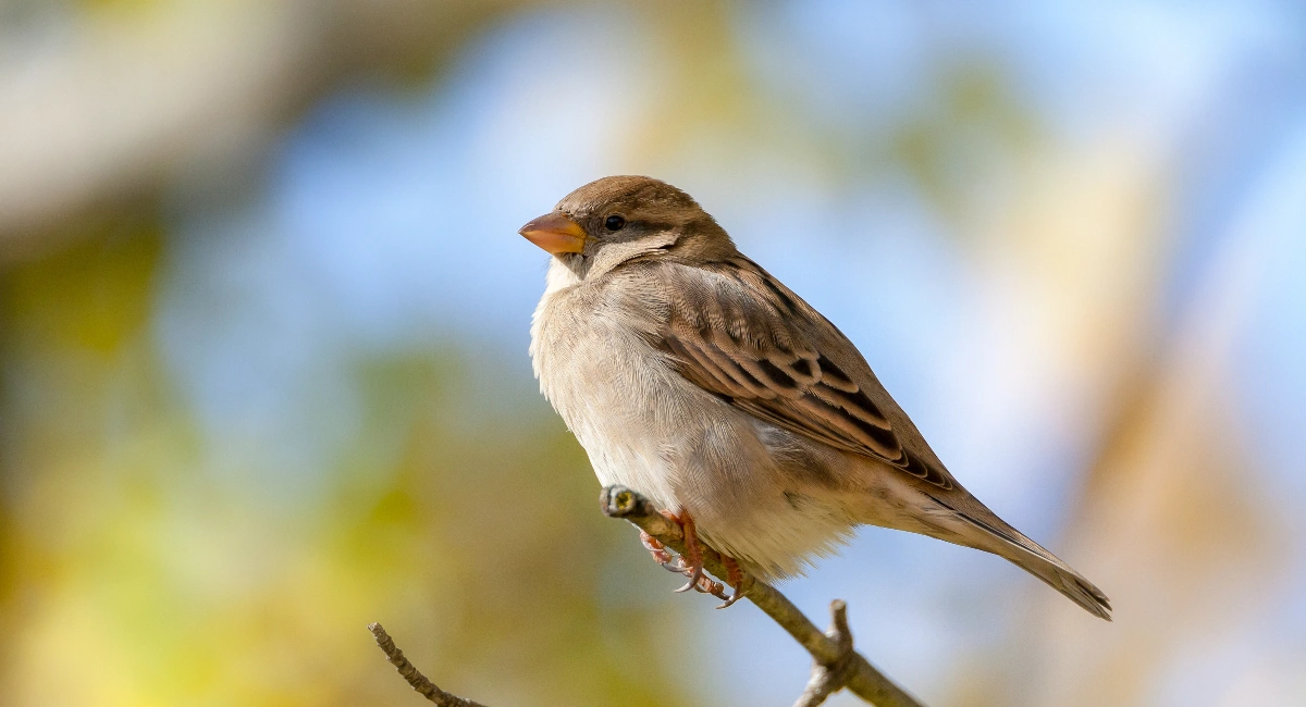 American sparrow on a branch