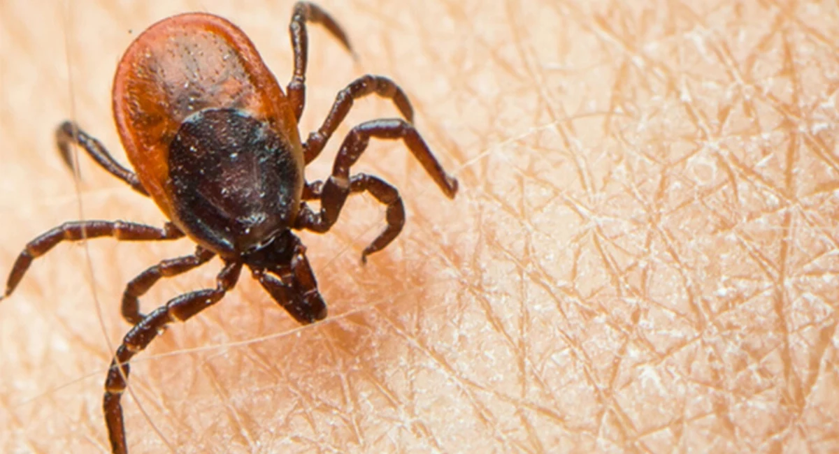 Tick on skin