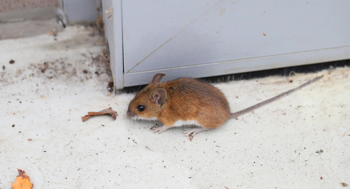 A mouse on the floor in a room