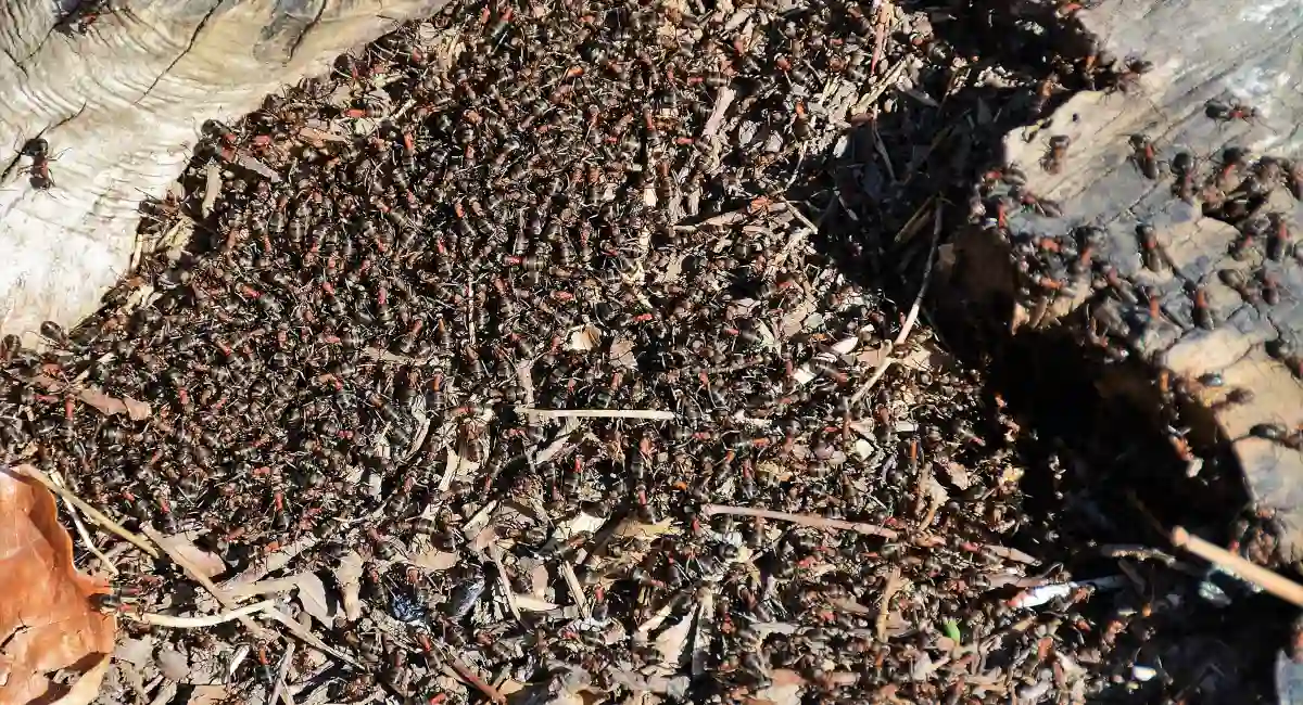 Swarm of ants