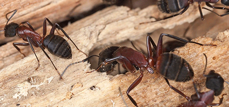 Ants