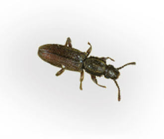 Sawtoothed Grain Beetle