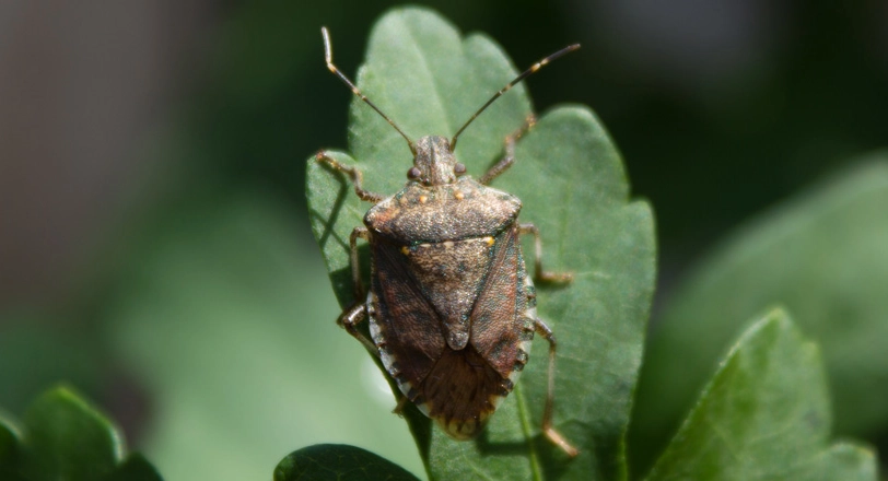 Brown Marmorated Stink Bug