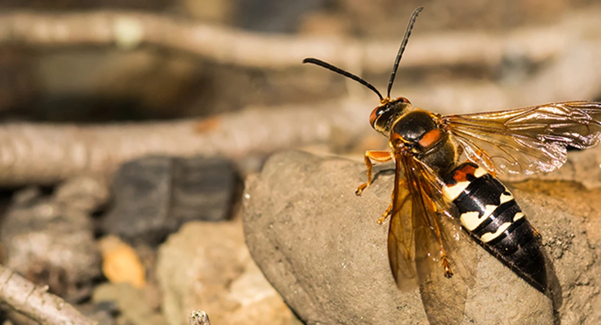 Cicada killer wasp on a rock 