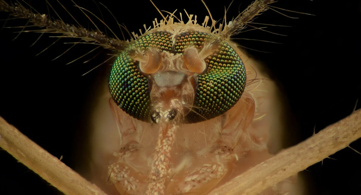 Mosquito's eyes