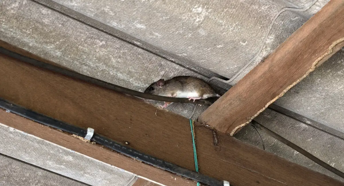 rat peeking out from a rooftop