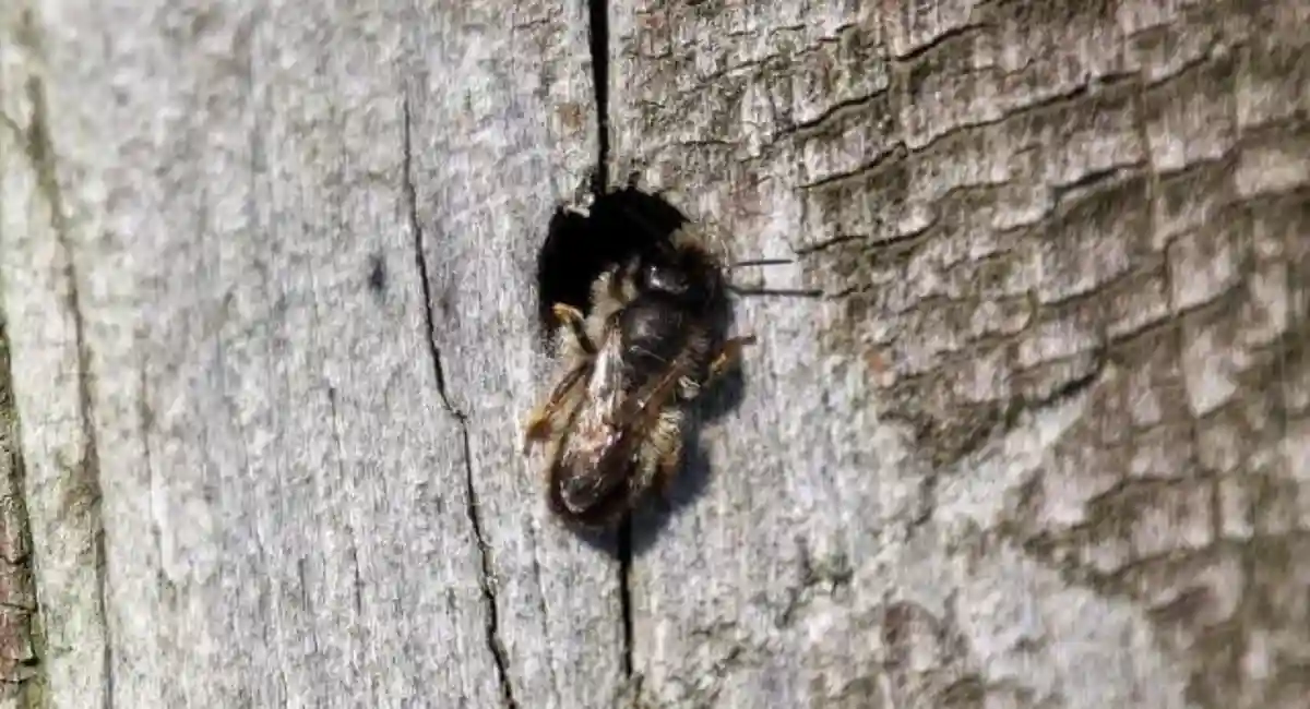 image-stock-wasp-crawling-out-of-hole.webp
