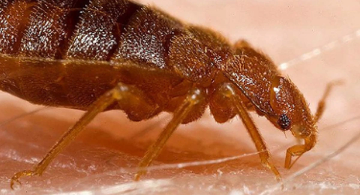 Bed bug