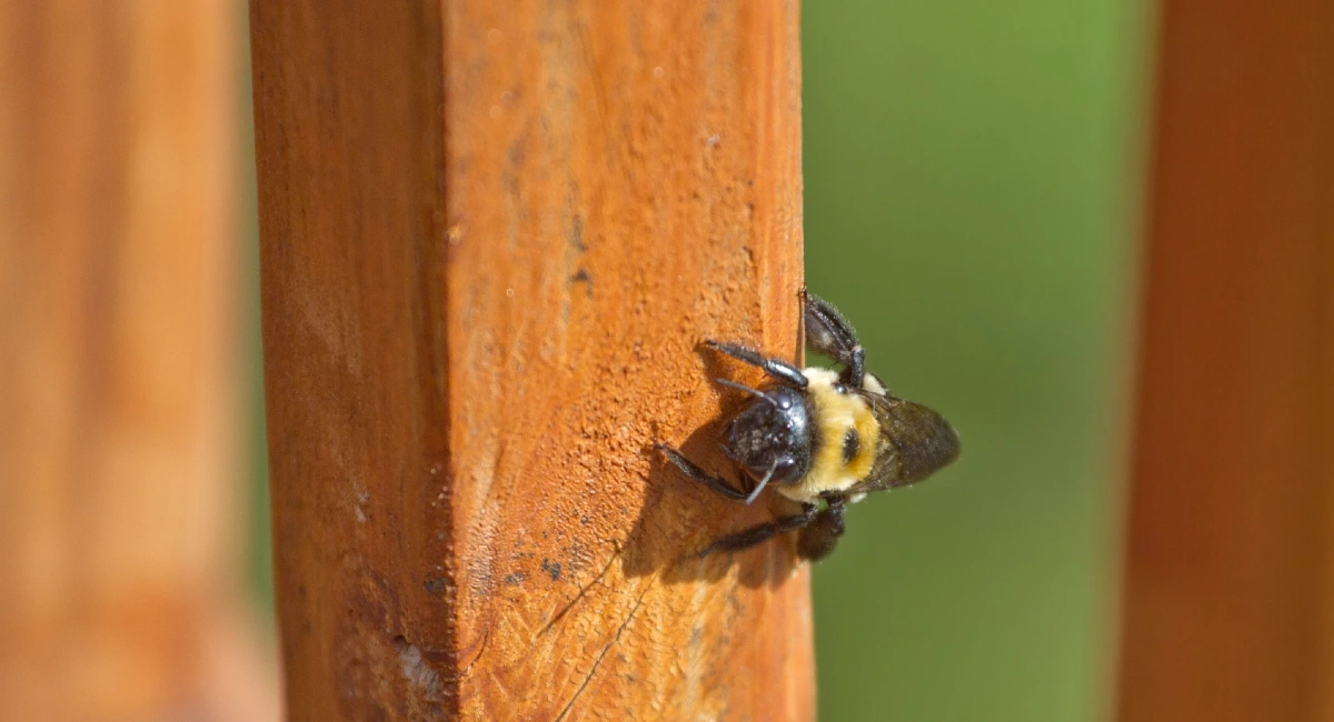 Carpenter bee