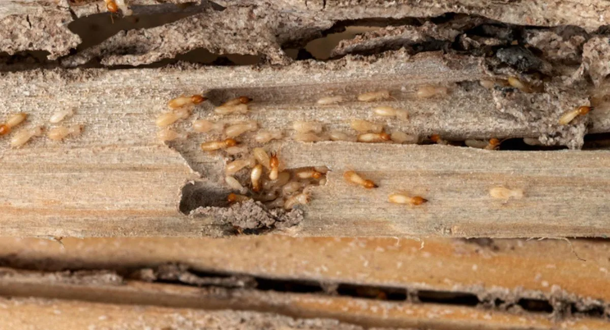 A close-up of termite soldiers next to some damaged wood