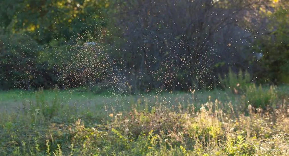 Gnats