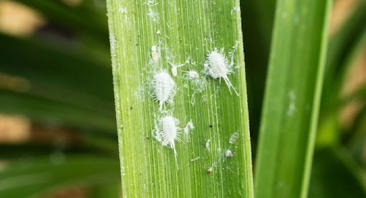 Mealybug on plant