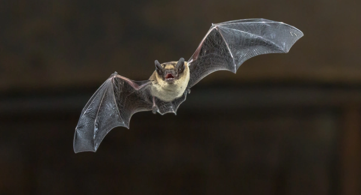 A flying pippistrelle bat