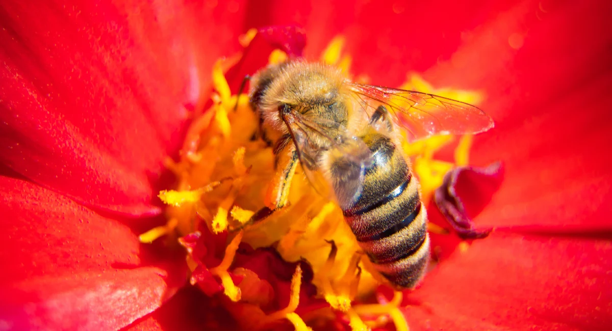 Bee on flower