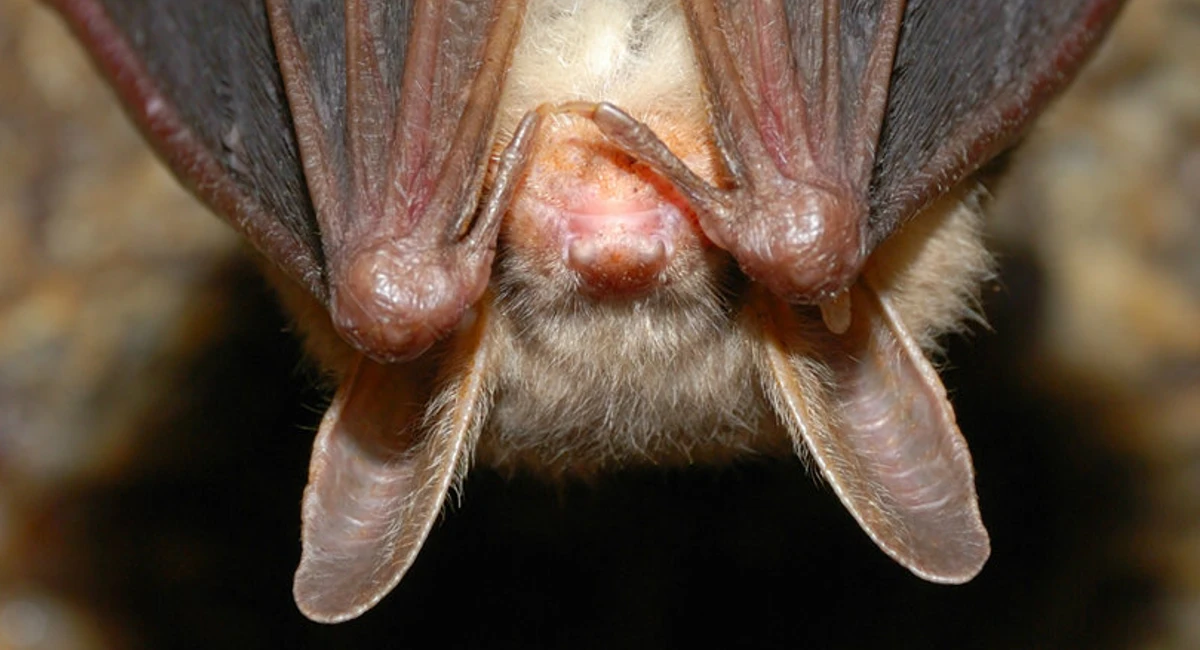 Bat