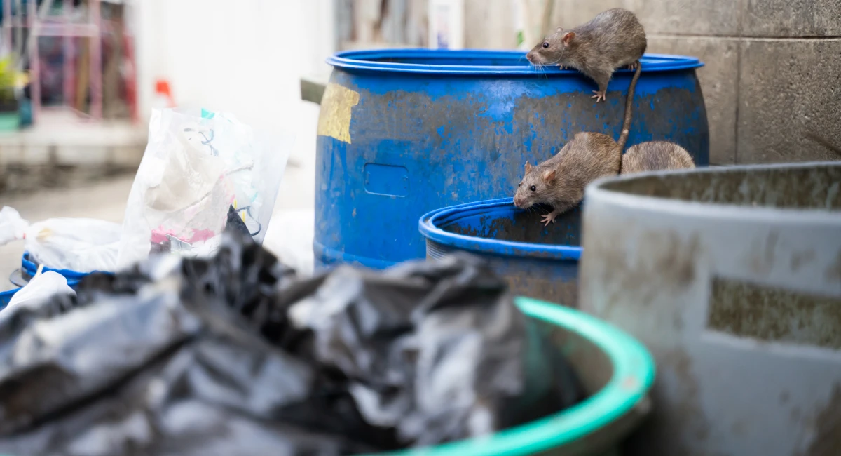 Rats searching for food in the trash.