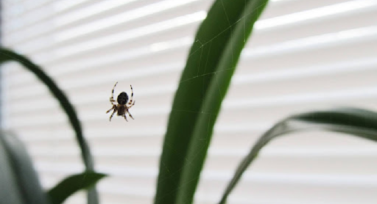 Spider on plants