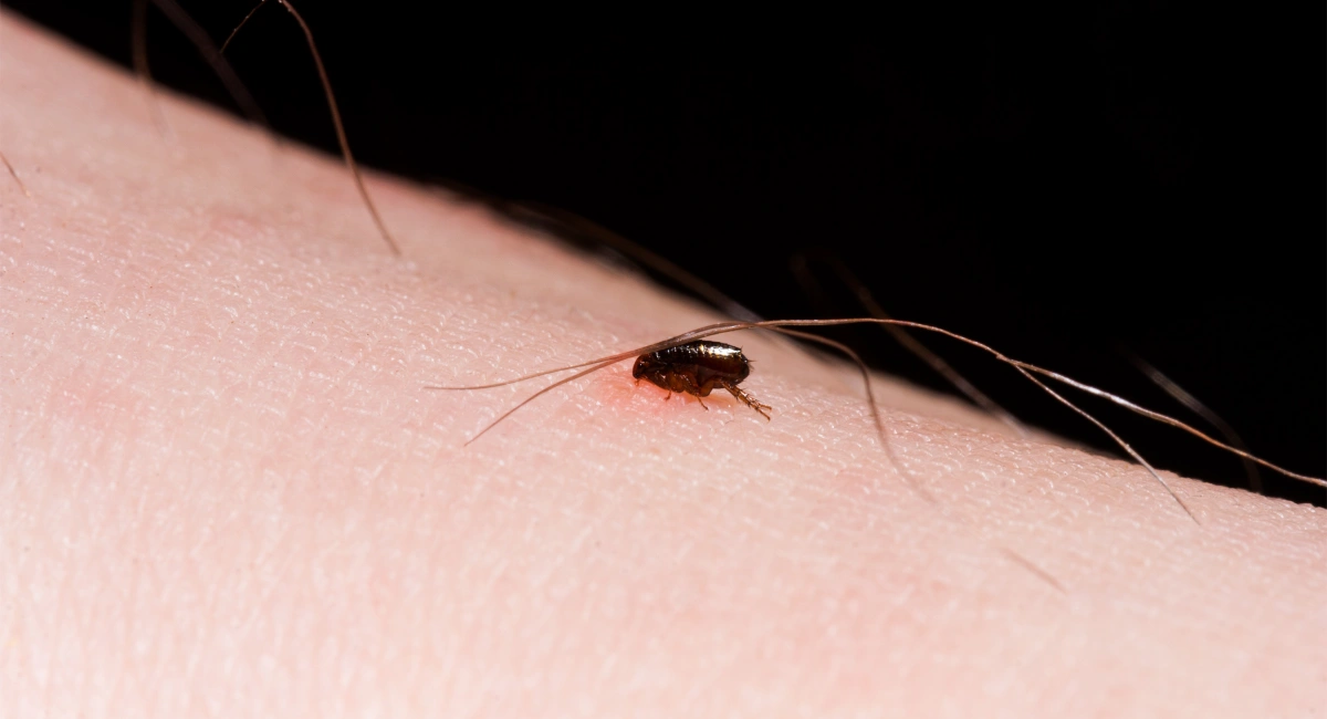 A flea on a person’s arm