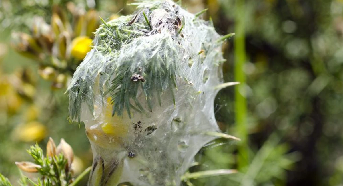 Mites on plant