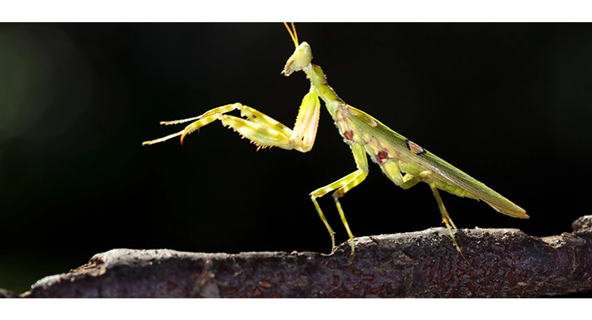 Praying mantis