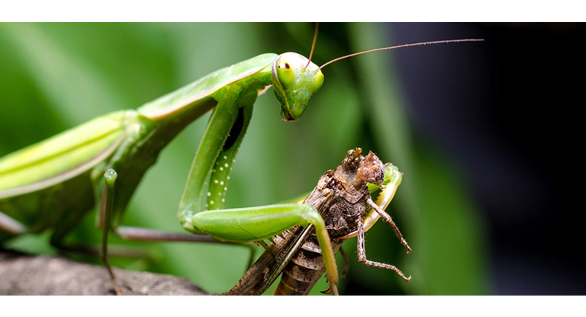Giant Praying Mantis Eating Bird