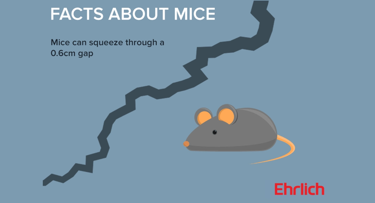 Facts about mice