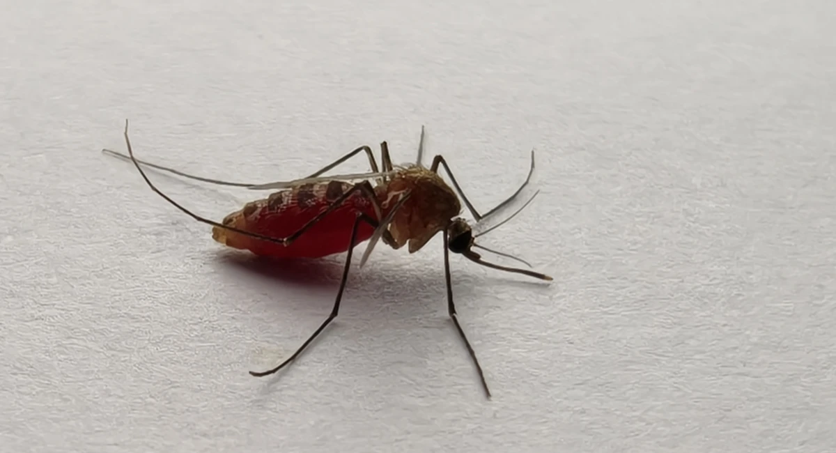 A close-up of a mosquito on a white surface, its abdomen visibly engorged with blood after feeding 