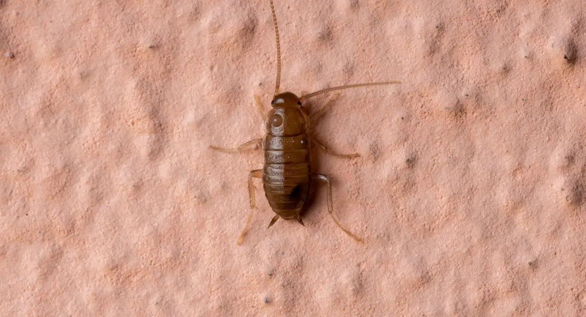 A small cockroach nymph standing on a textured surface, with a pale brown body, long antennae, and developing wings
