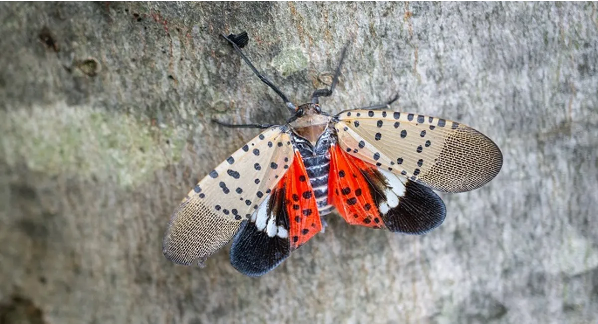 Spotted lanternfly