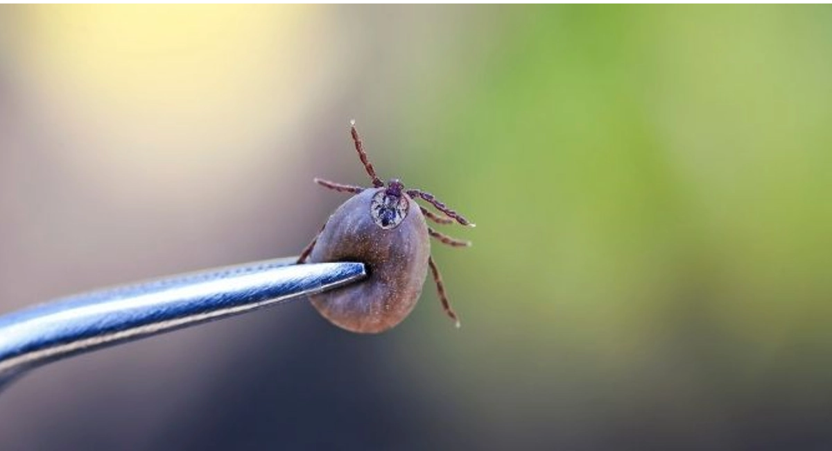 Close up of an enlarged tick in tweezers with a green background