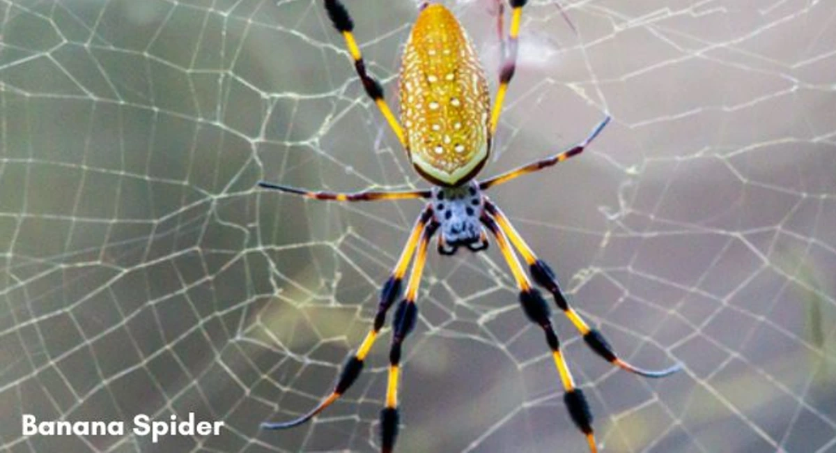 Large yellow banana spider waiting for prey in the center of its web.