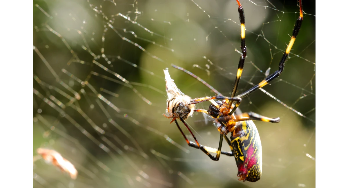 Joro Spider eating