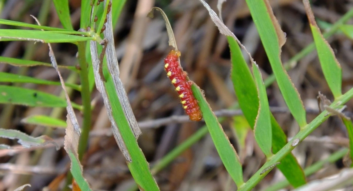 Atala Caterpillar
