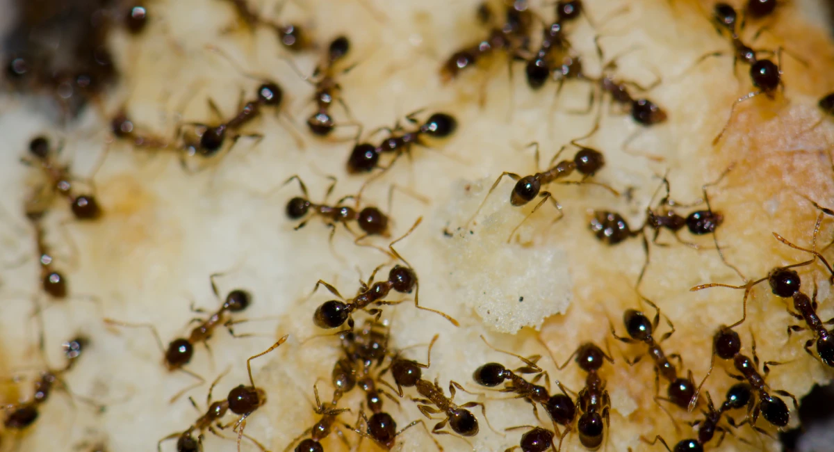 Several Argentine ants feeding on food scraps