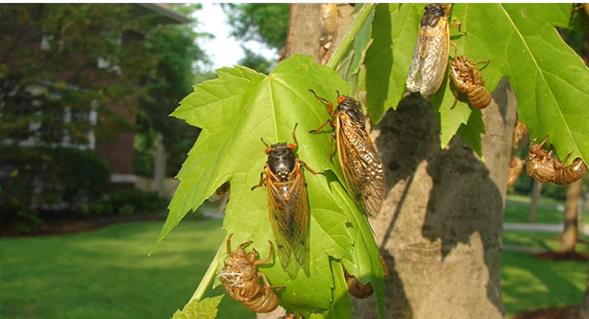 Cicadas gathered on a tree