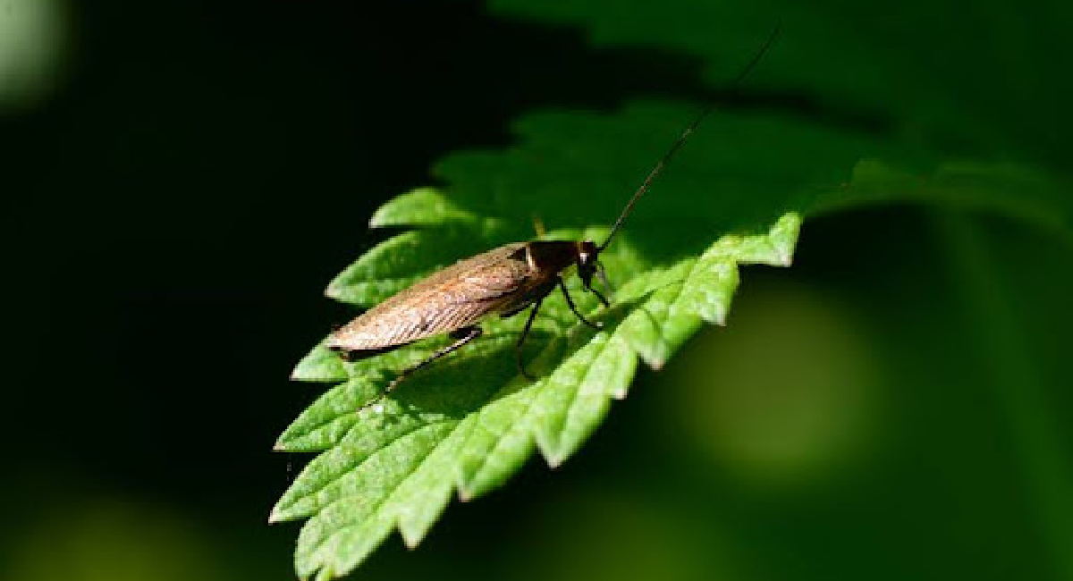 Cockroach on plant