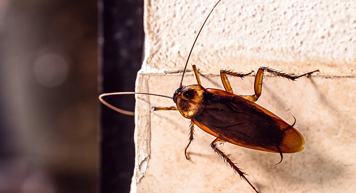 An American cockroach, red and translucent in places, with long antennae.