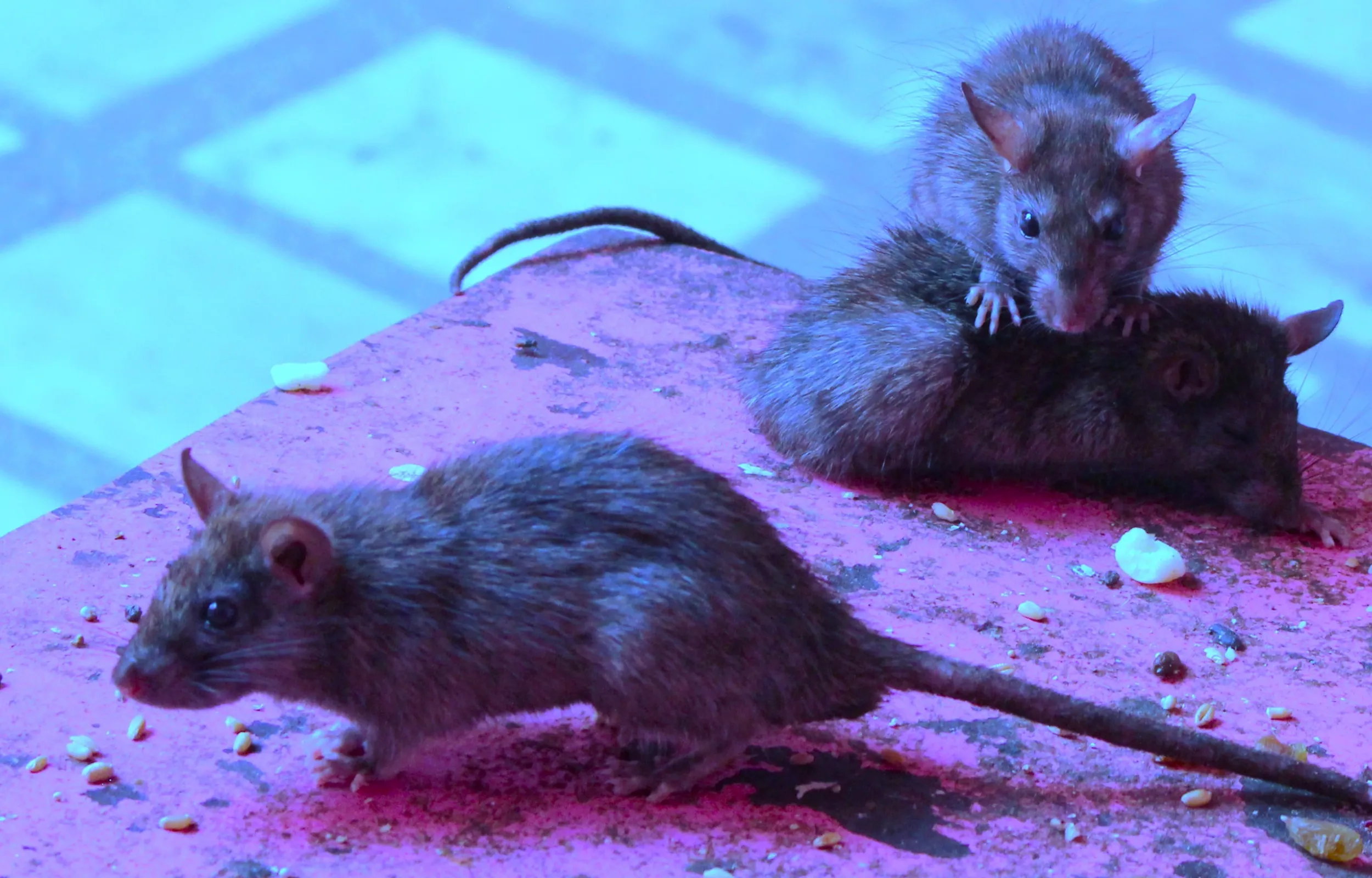 Three rats on a table