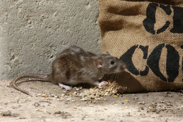 Rat eating