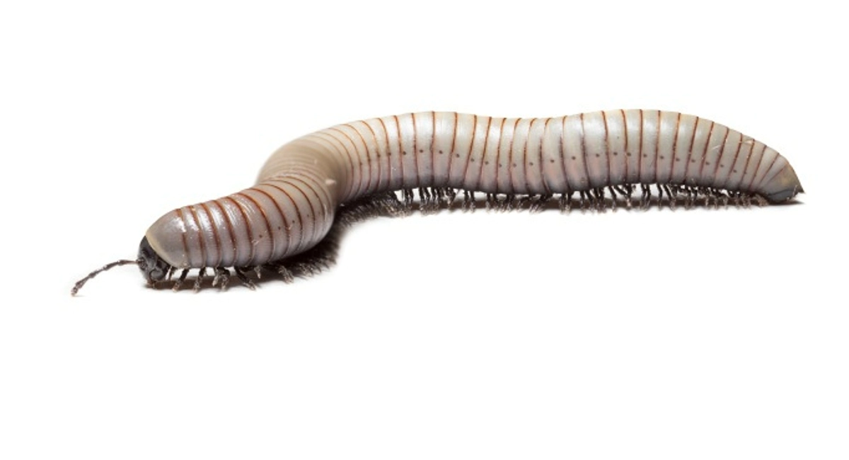 Centipede
