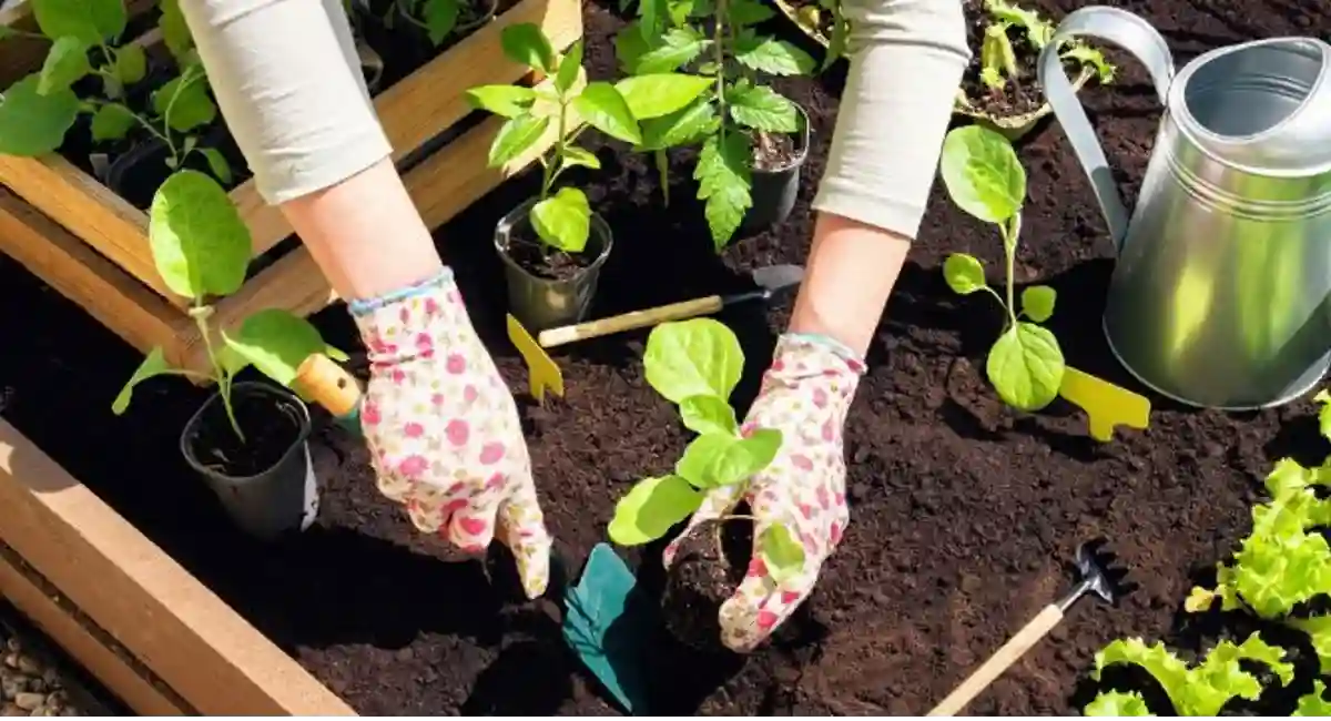 Woman planting flowers in the spring